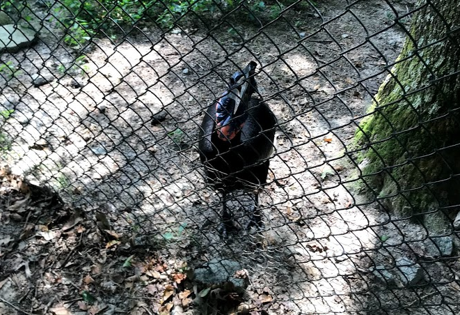 Abyssinian Ground Hornbill