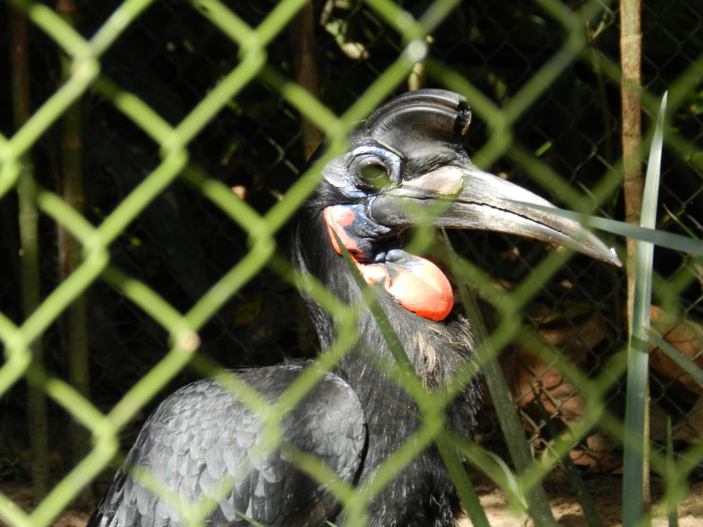 Abyssinian ground hornbill