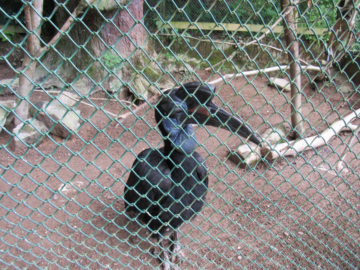 Abyssinian Ground Hornbill