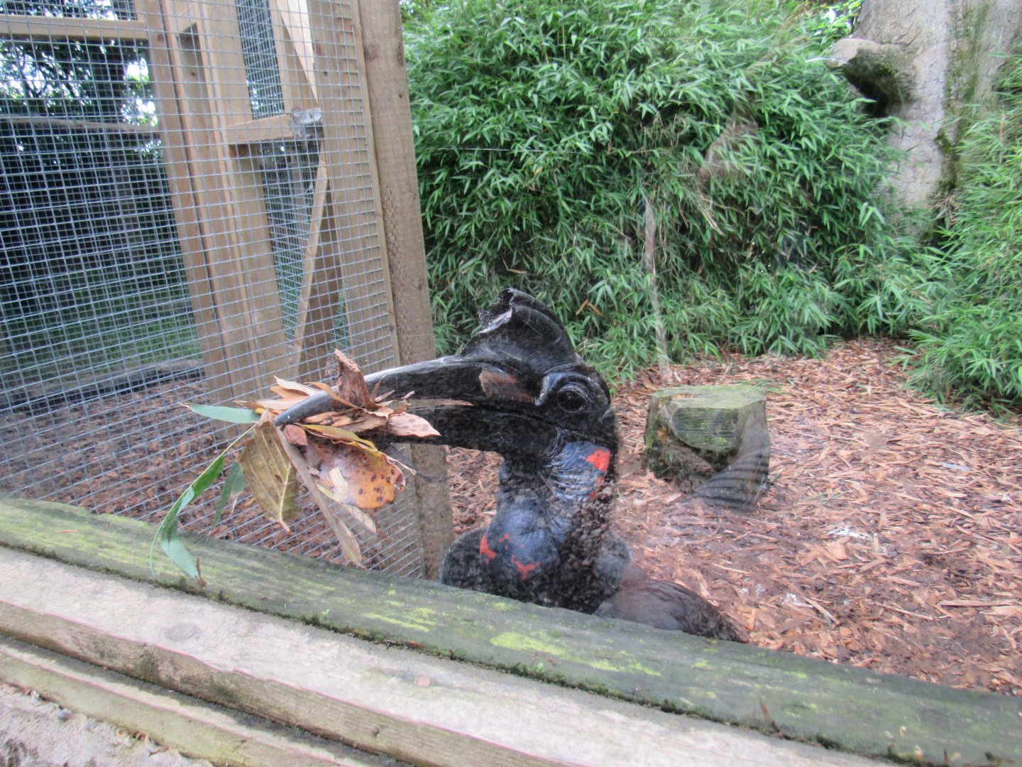 Abyssinian Ground Hornbill