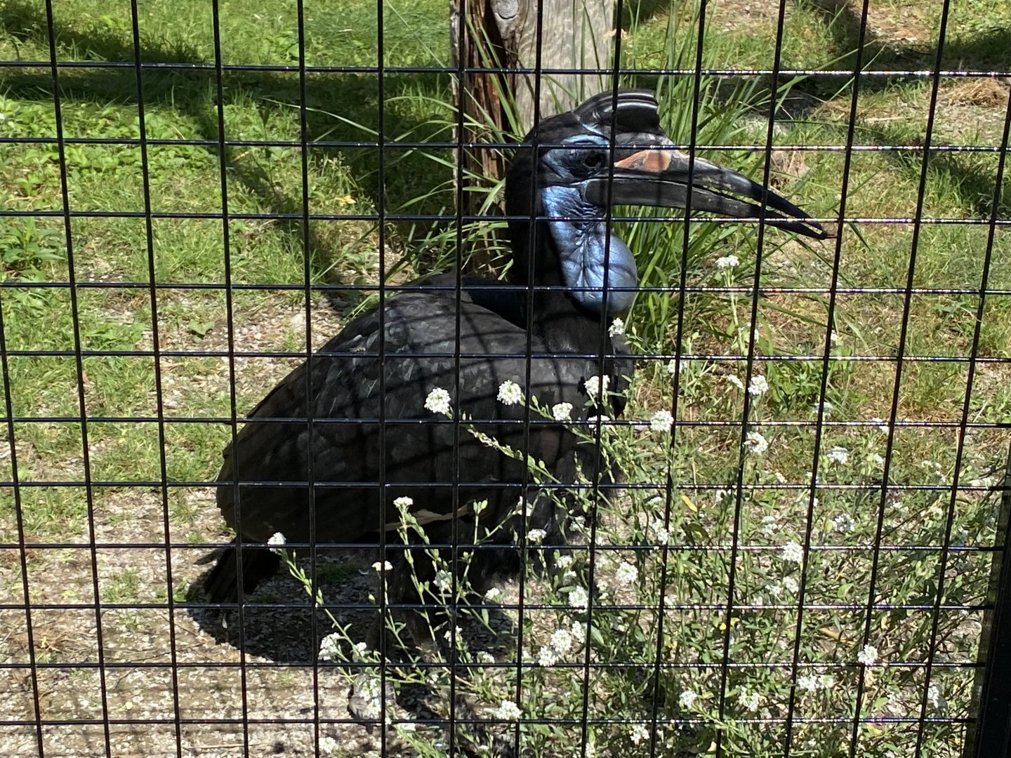 Abyssinian Ground Hornbill