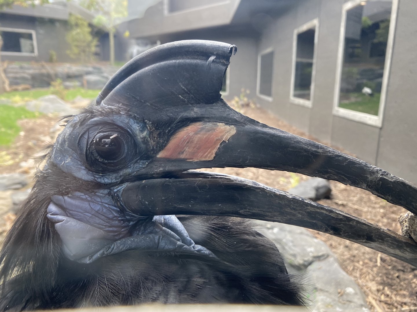Abyssinian Ground Hornbill