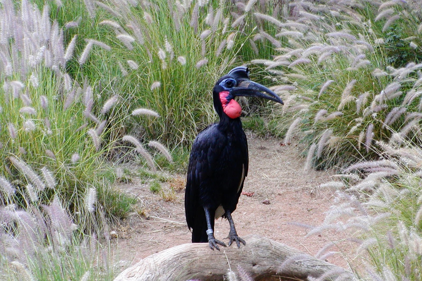 Abyssinian Ground-Hornbill