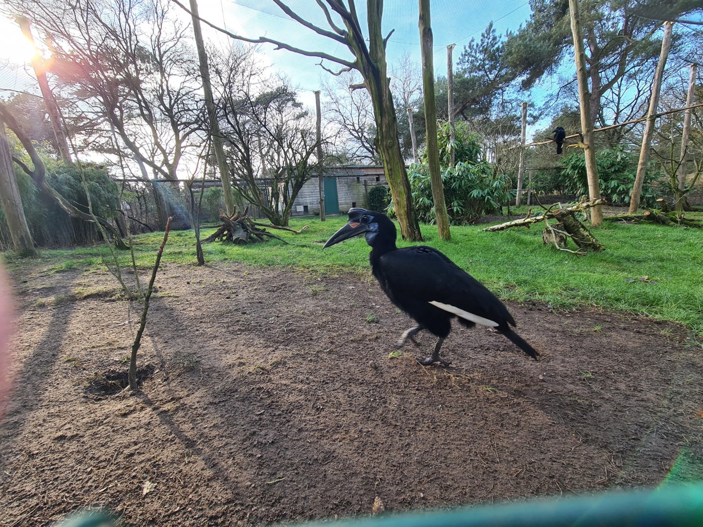 Abyssinian ground hornbill