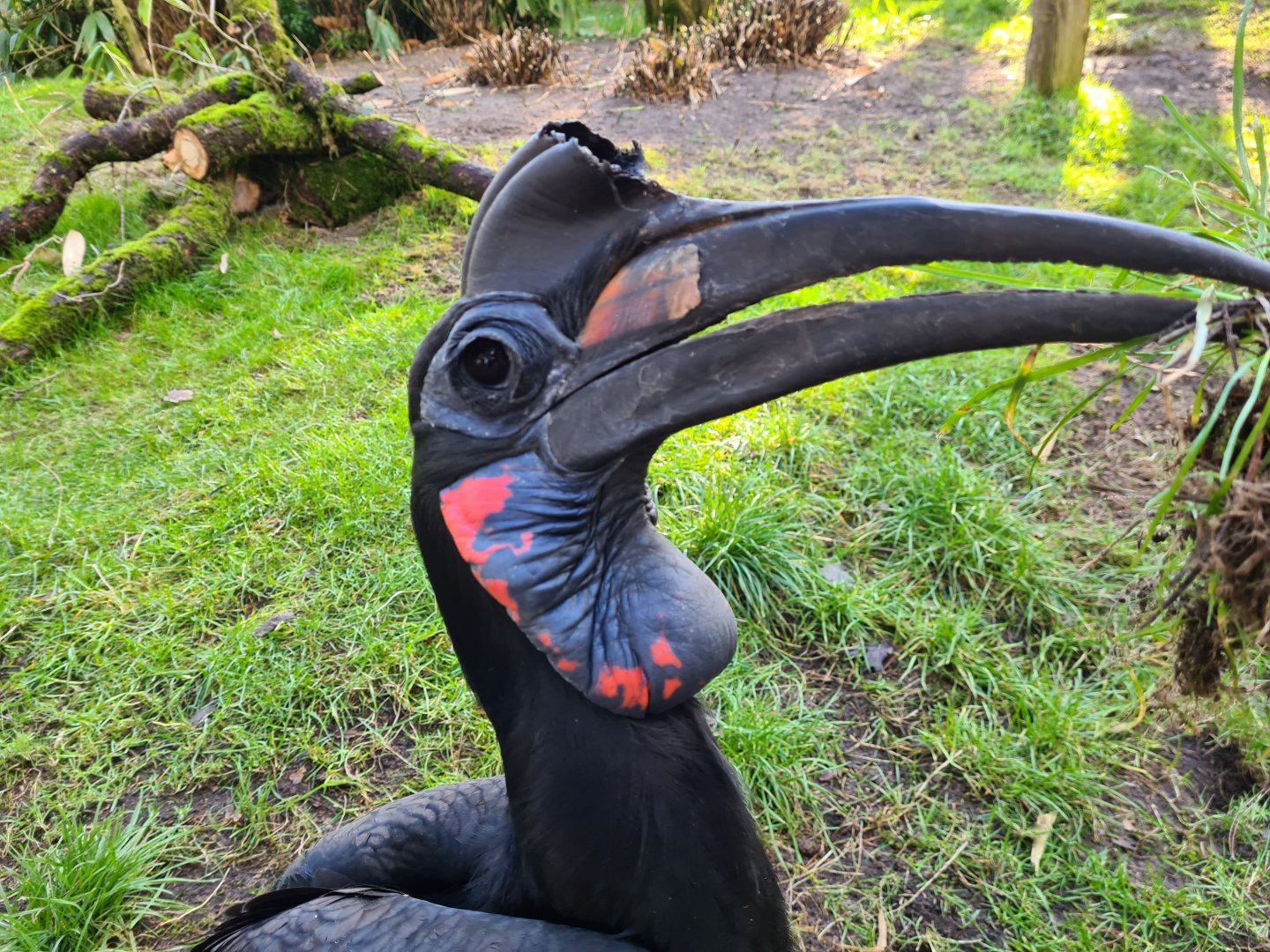 Abyssinian ground hornbill