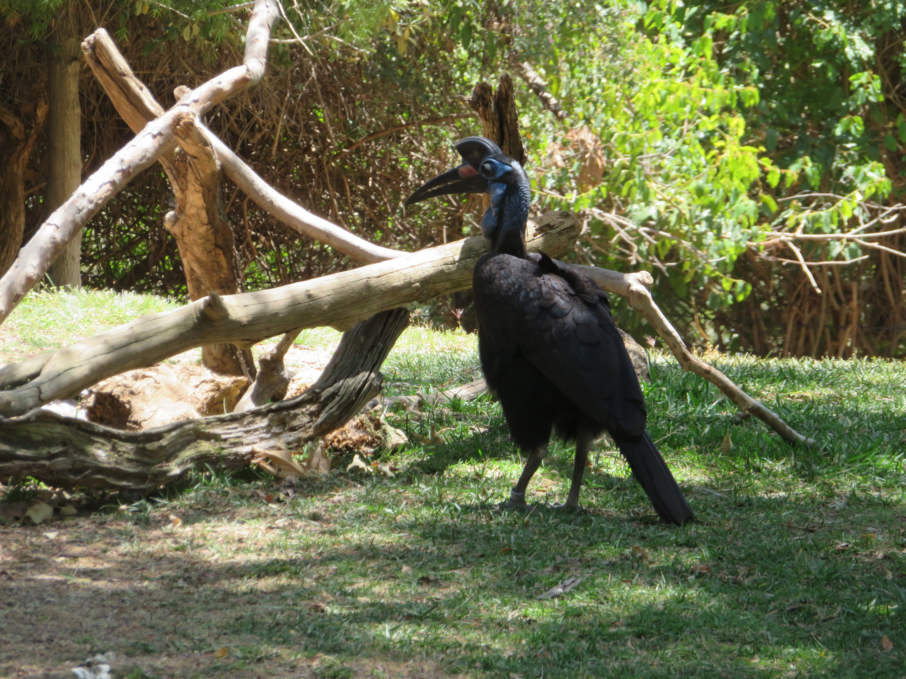 Abyssinian Ground Hornbill