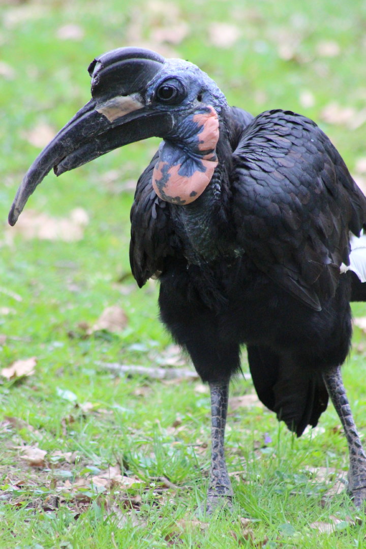 Abyssinian Ground Hornbill