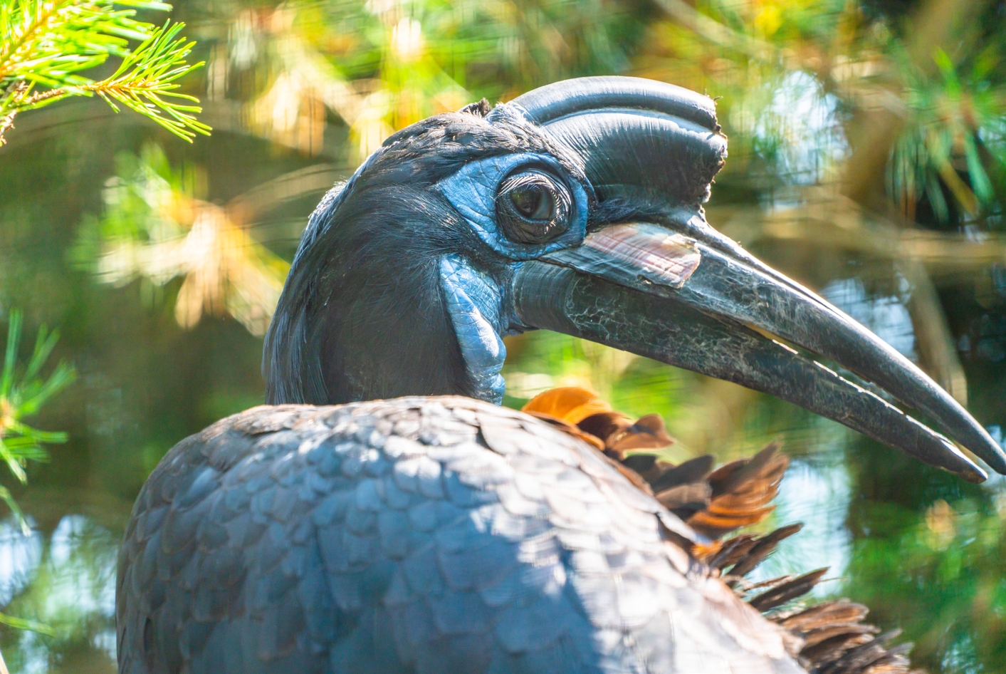 Abyssinian Ground Hornbill