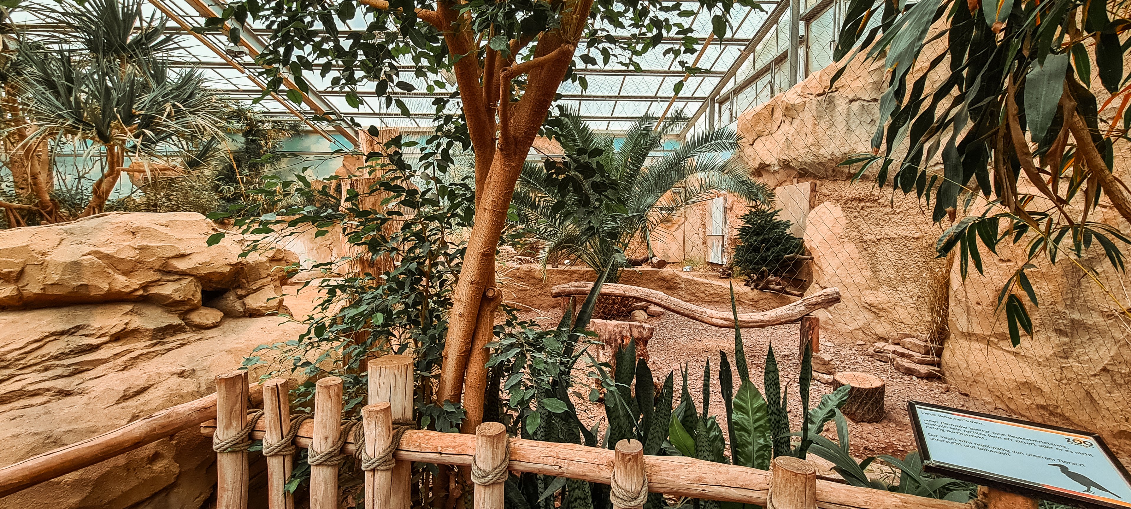 Abyssinian ground hornbill