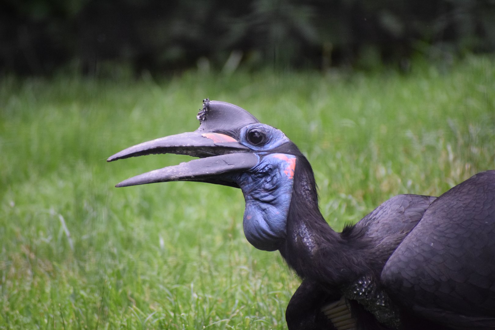 Abyssinian ground hornbill