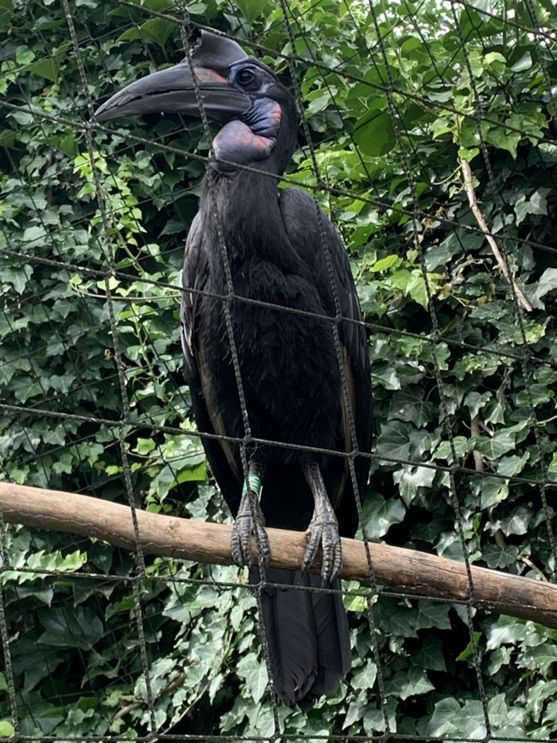 Abyssinian ground hornbill