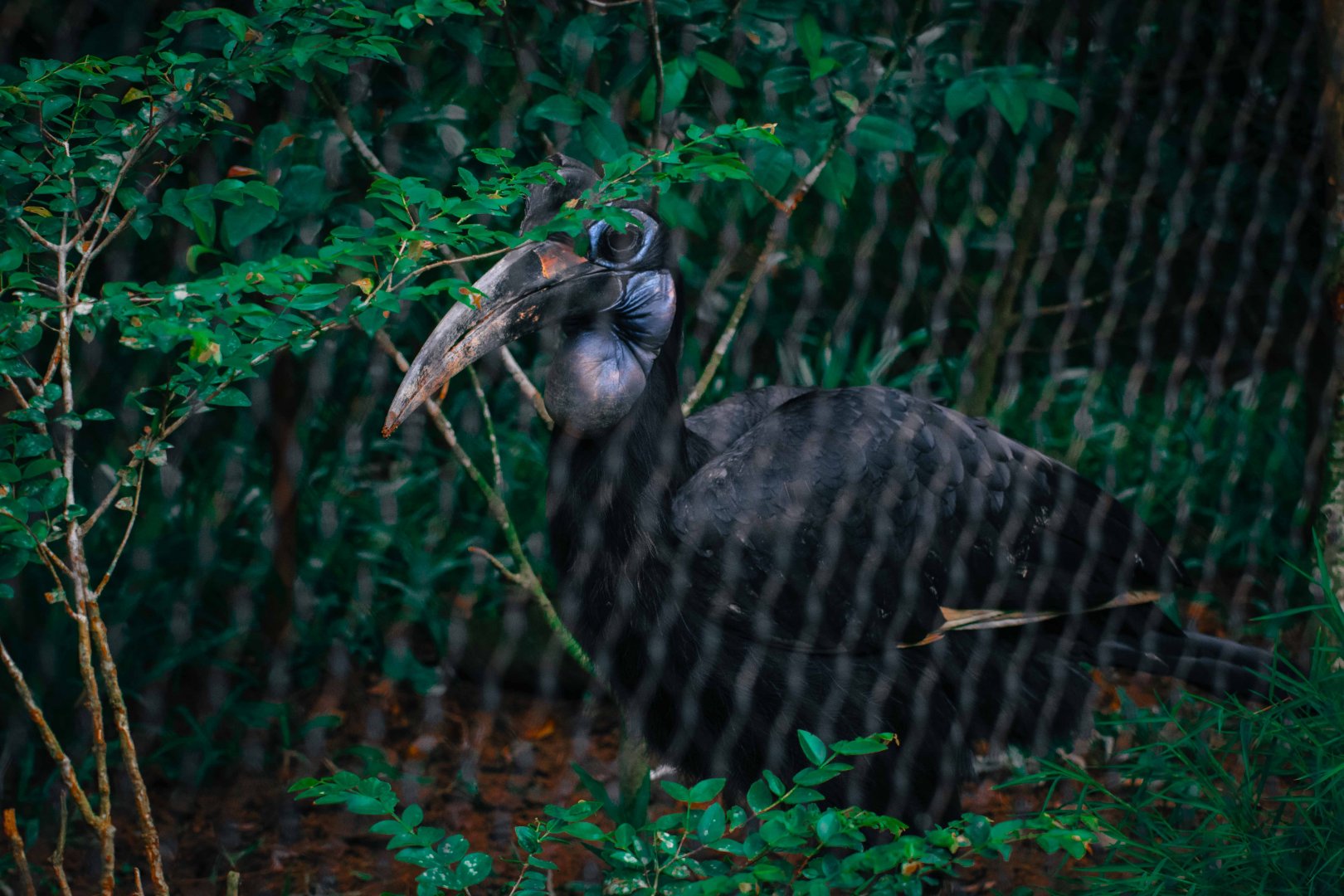 Abyssinian Ground Hornbill