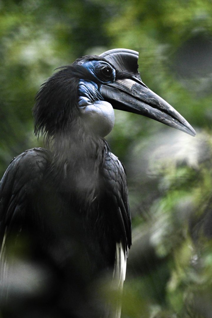 Abyssinian ground hornbill