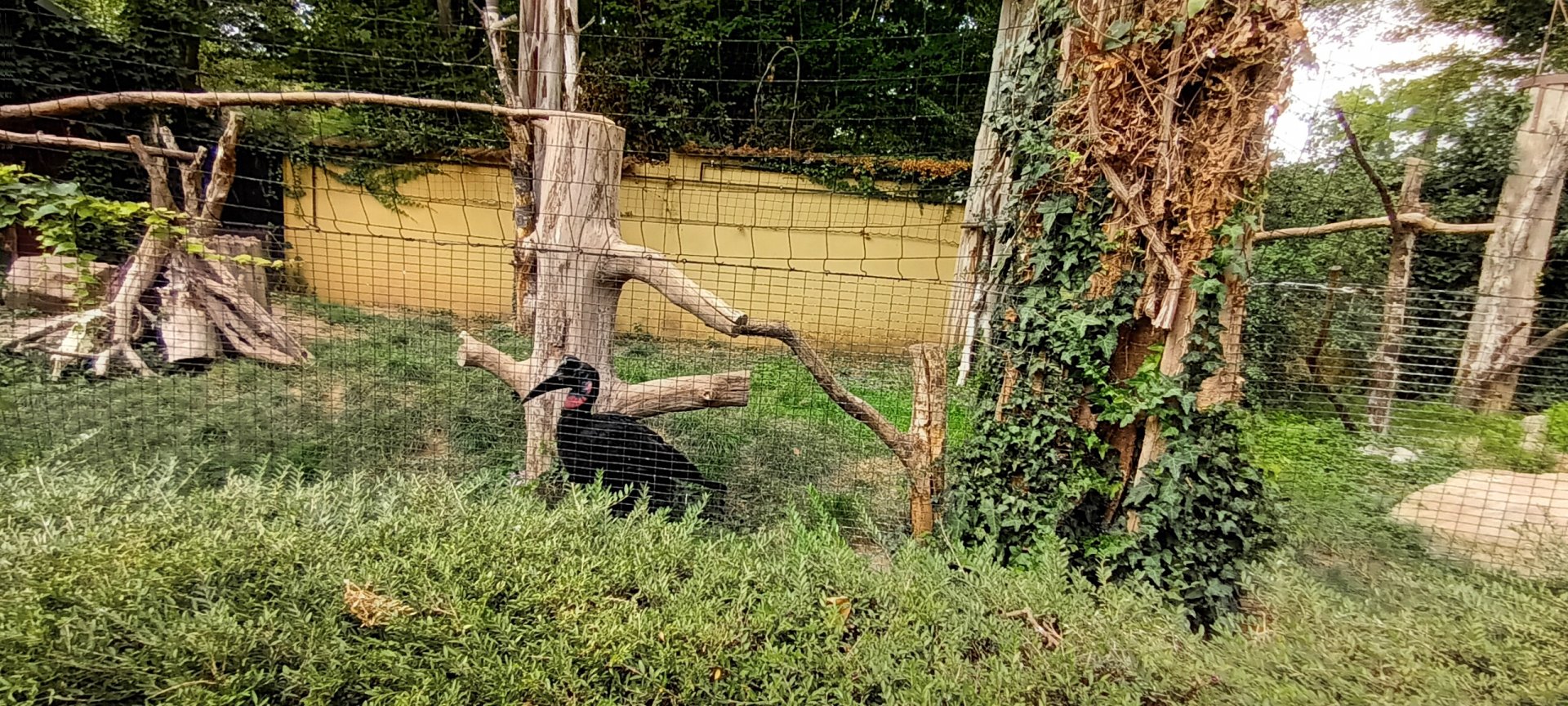 Abyssinian ground Hornbill