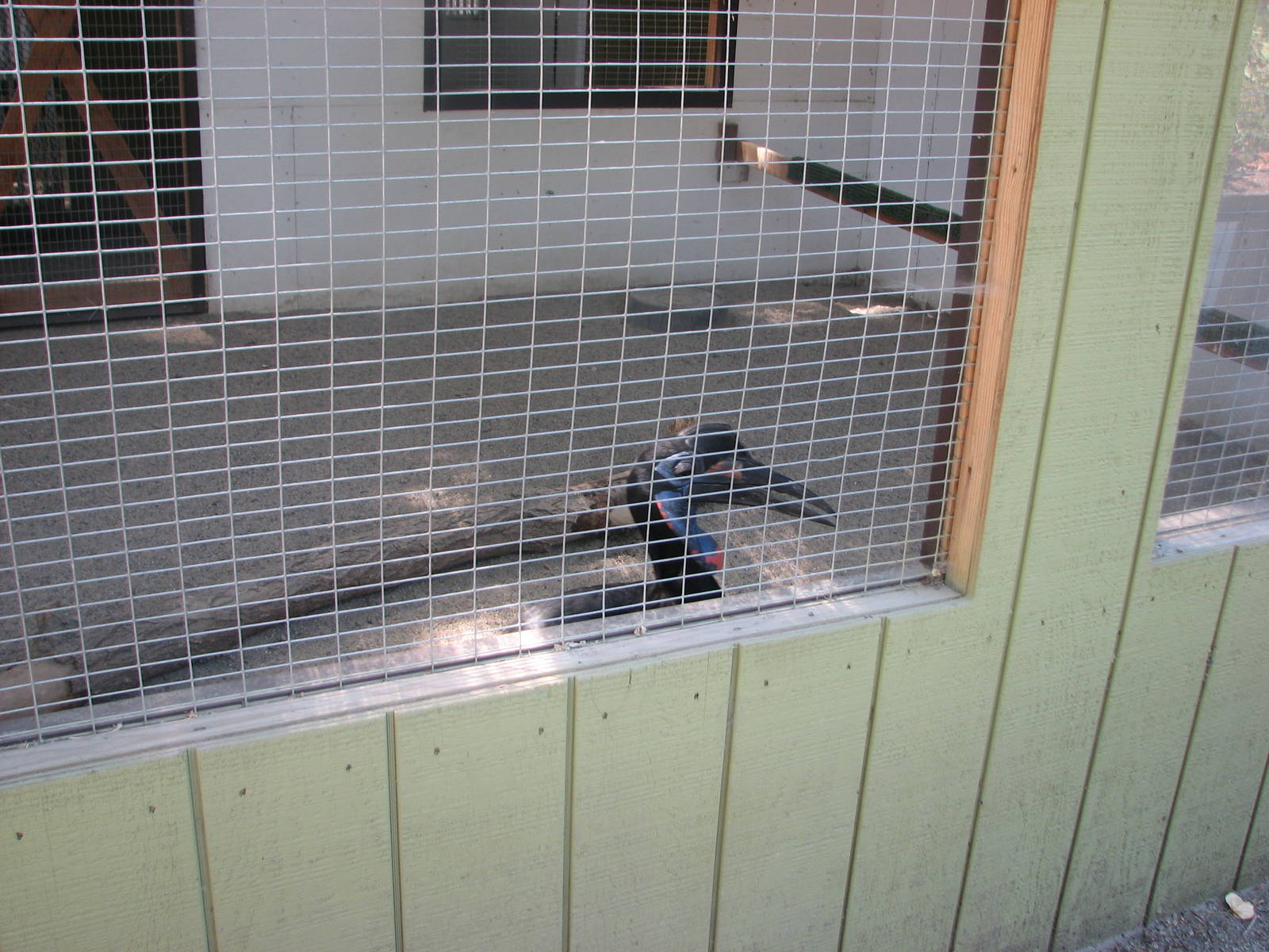 Abyssinian ground Hornbill