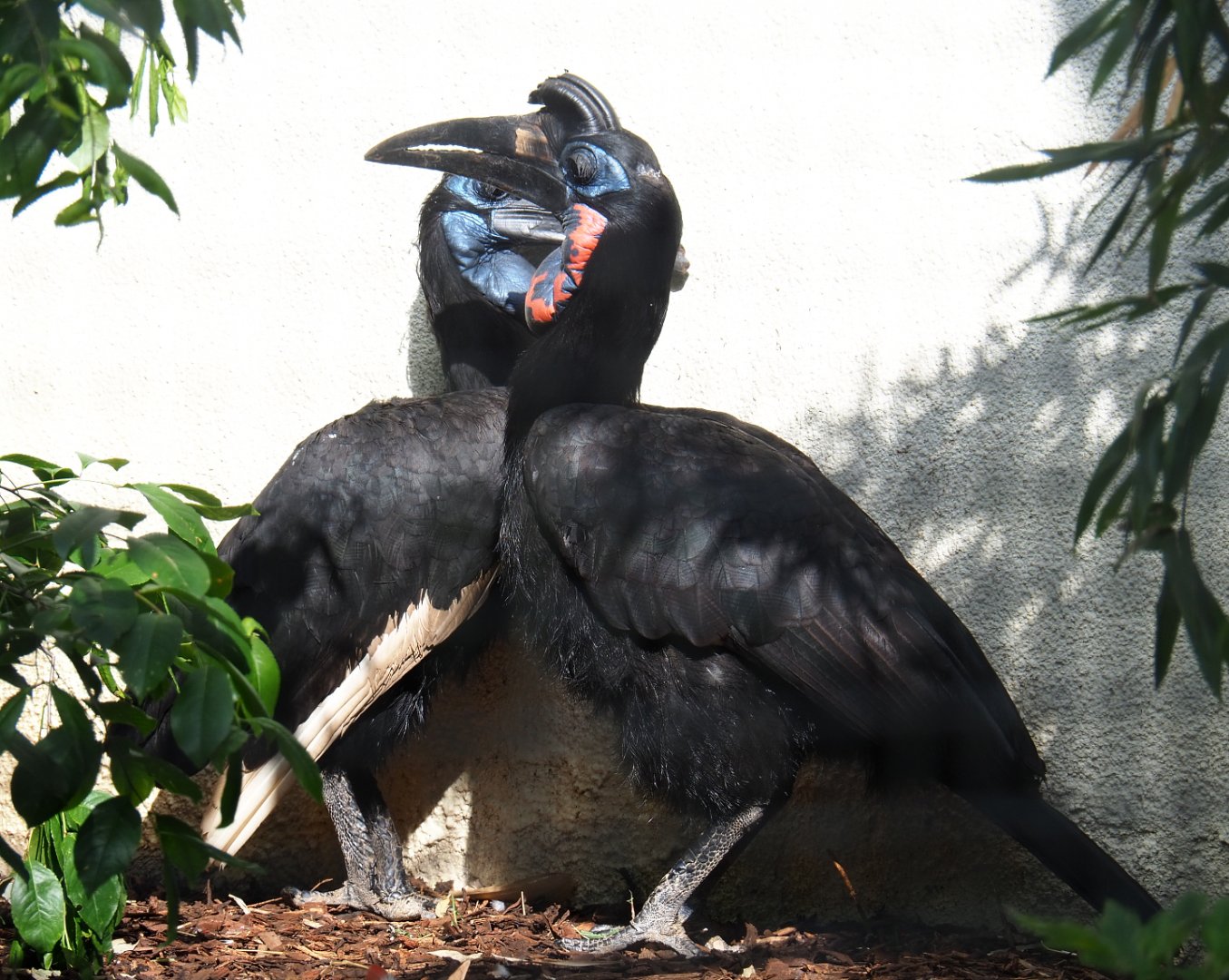 Abyssinian ground hornbills (Bucorvus abyssinicus), 2022-05-26