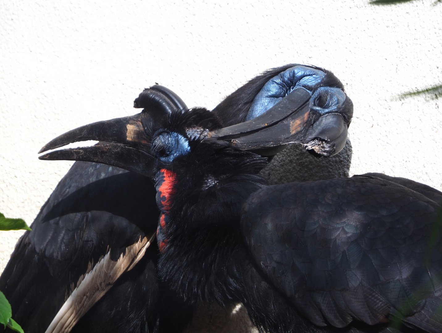 Abyssinian ground hornbills (Bucorvus abyssinicus), 2022-05-26