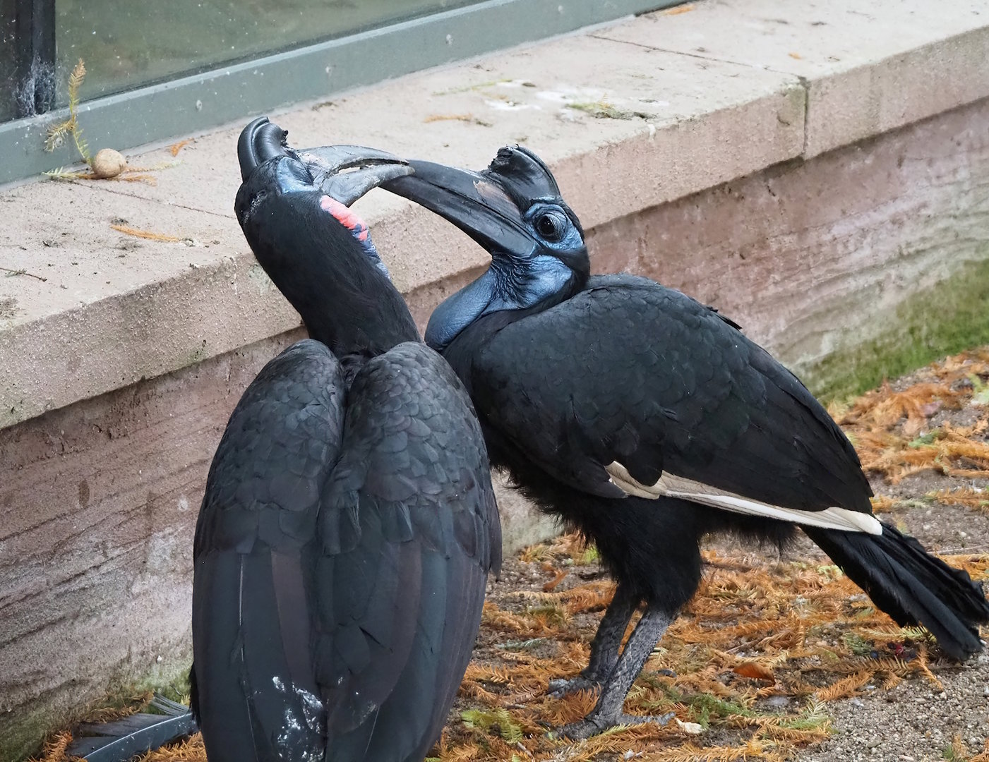 Abyssinian ground hornbills (Bucorvus abyssinicus), 2022-10-29