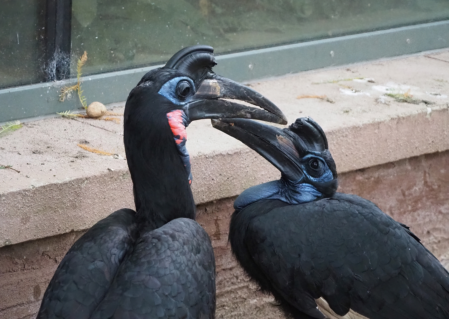 Abyssinian ground hornbills (Bucorvus abyssinicus), 2022-10-29