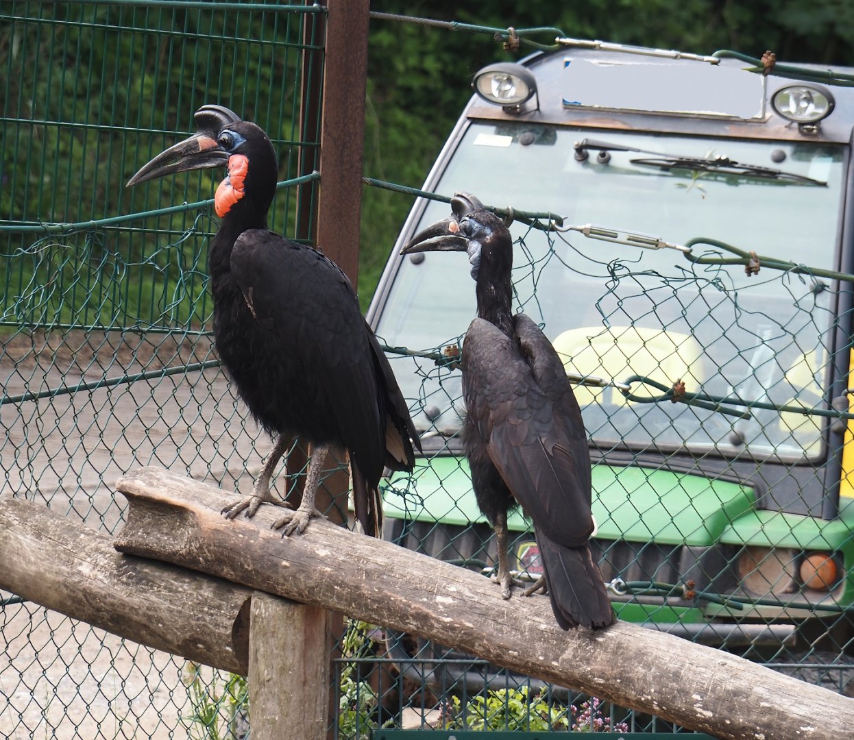 Abyssinian ground hornbills (Bucorvus abyssinicus), 2024-08-05