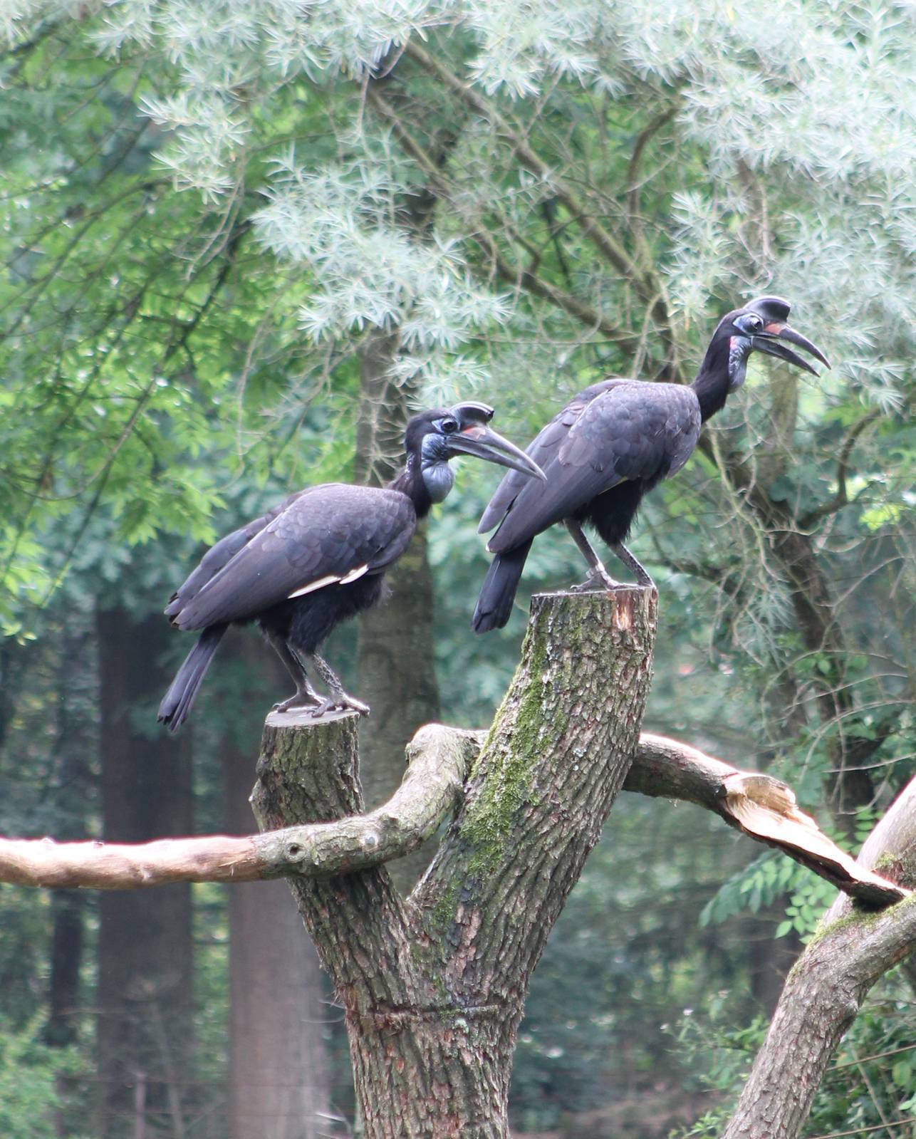 Abyssinian ground hornbills