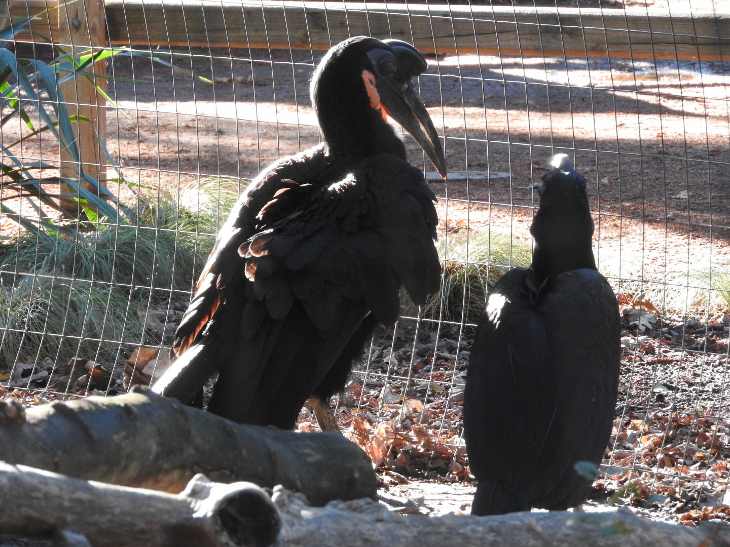 Abyssinian Ground Hornbills
