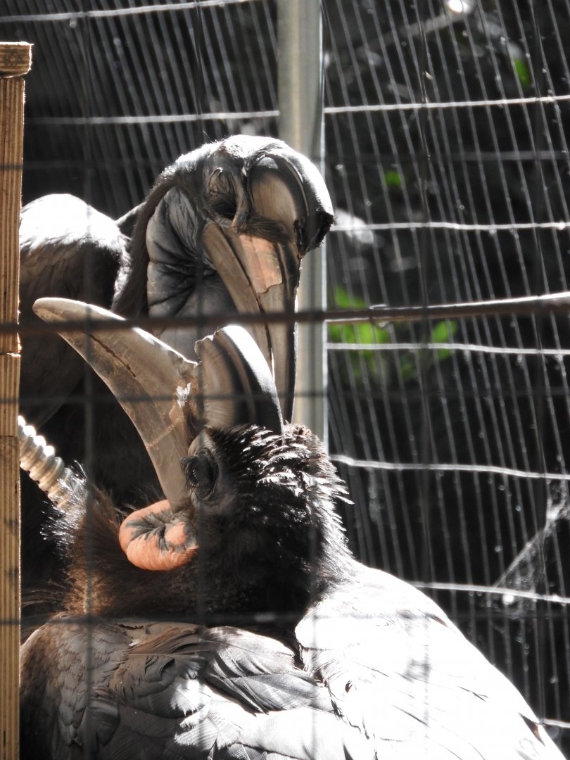 Abyssinian Ground Hornbills