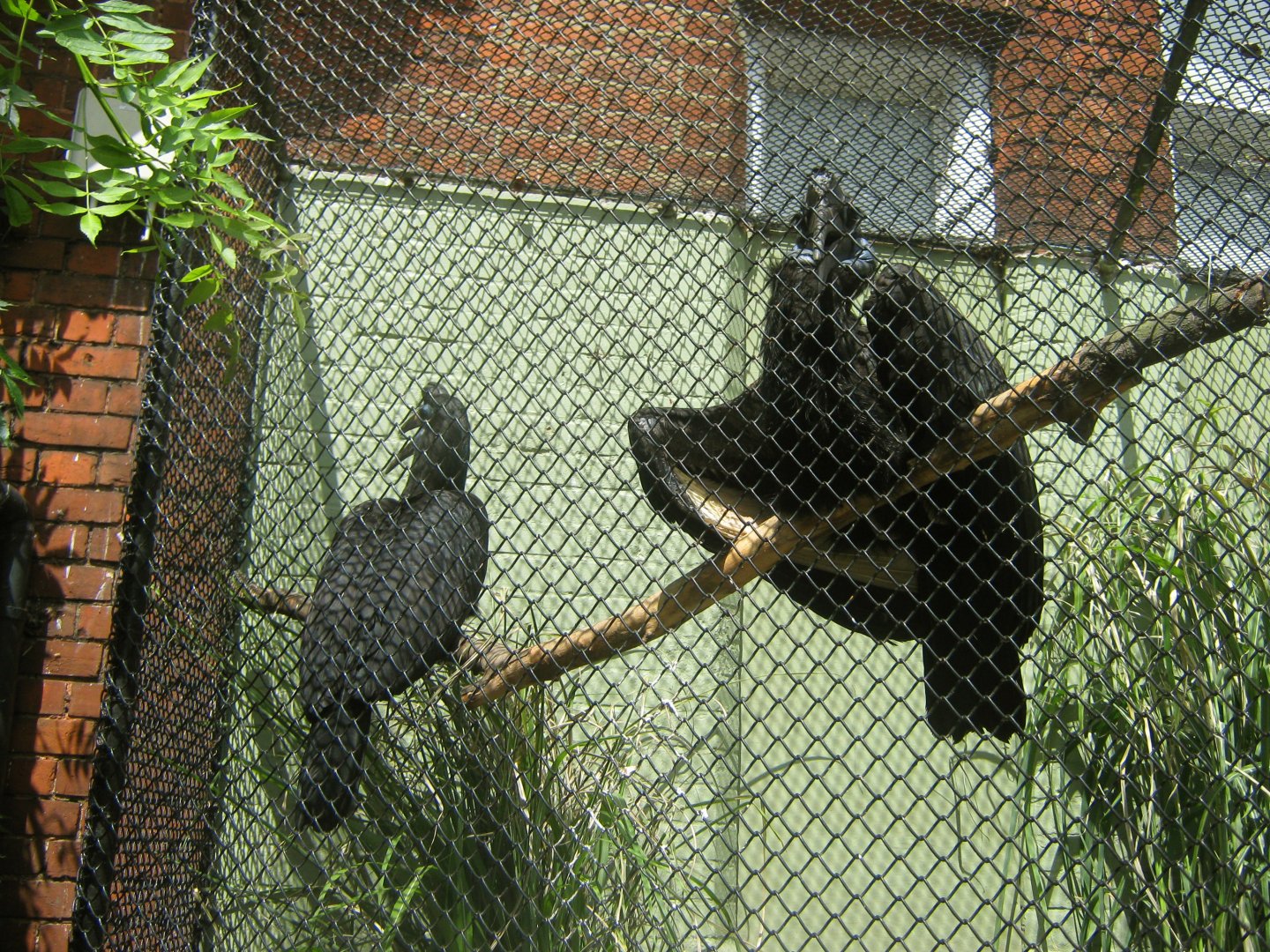 Abyssinian Ground Hornbills