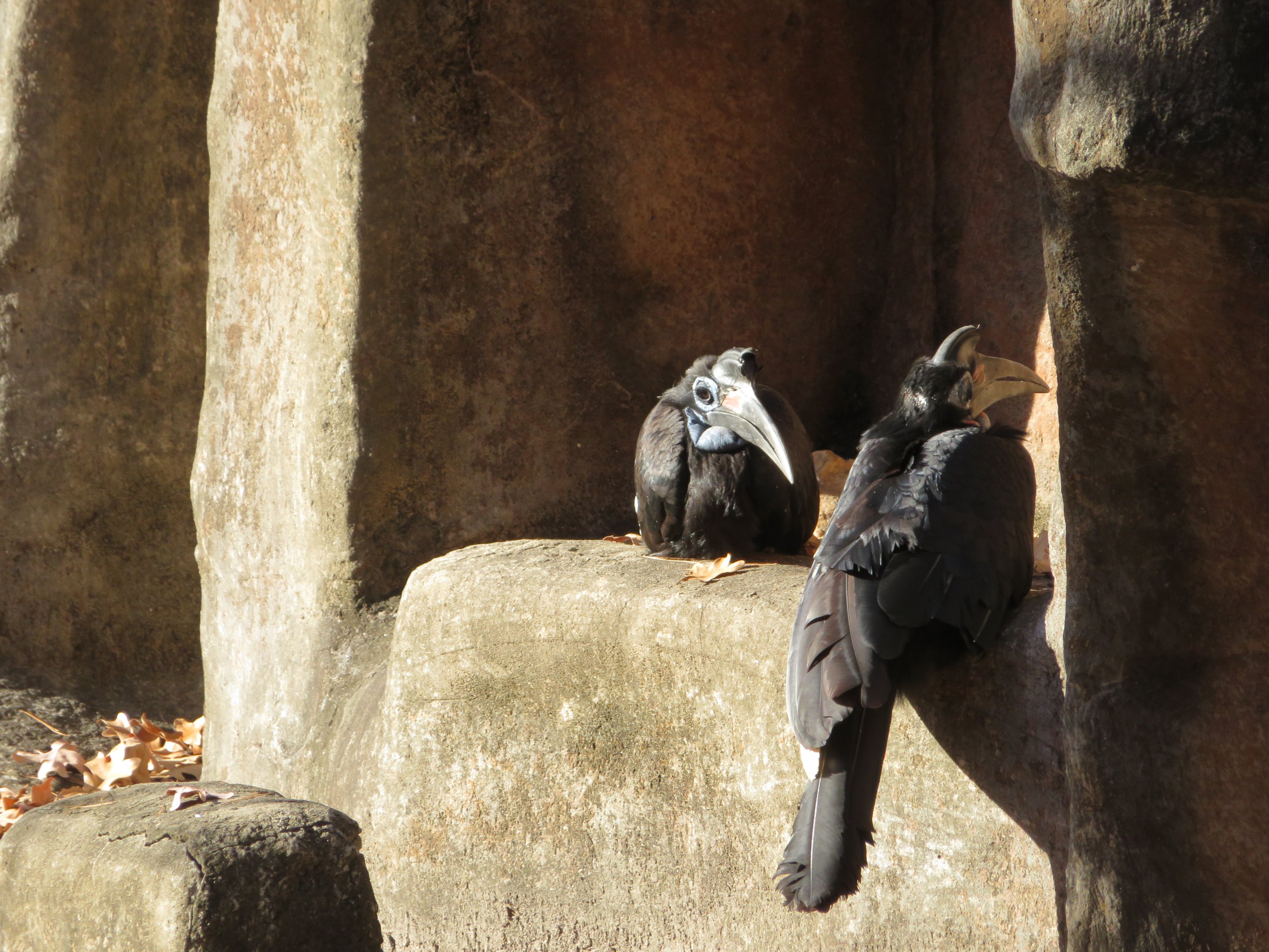 Abyssinian Ground Hornbills
