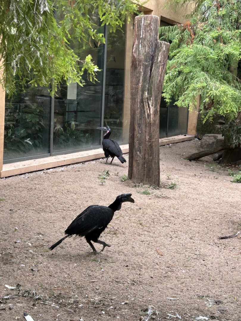Abyssinian ground hornbills