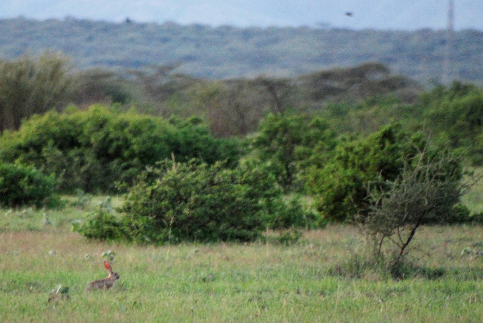 Abyssinian Hare in Awash NP, 12/10/14