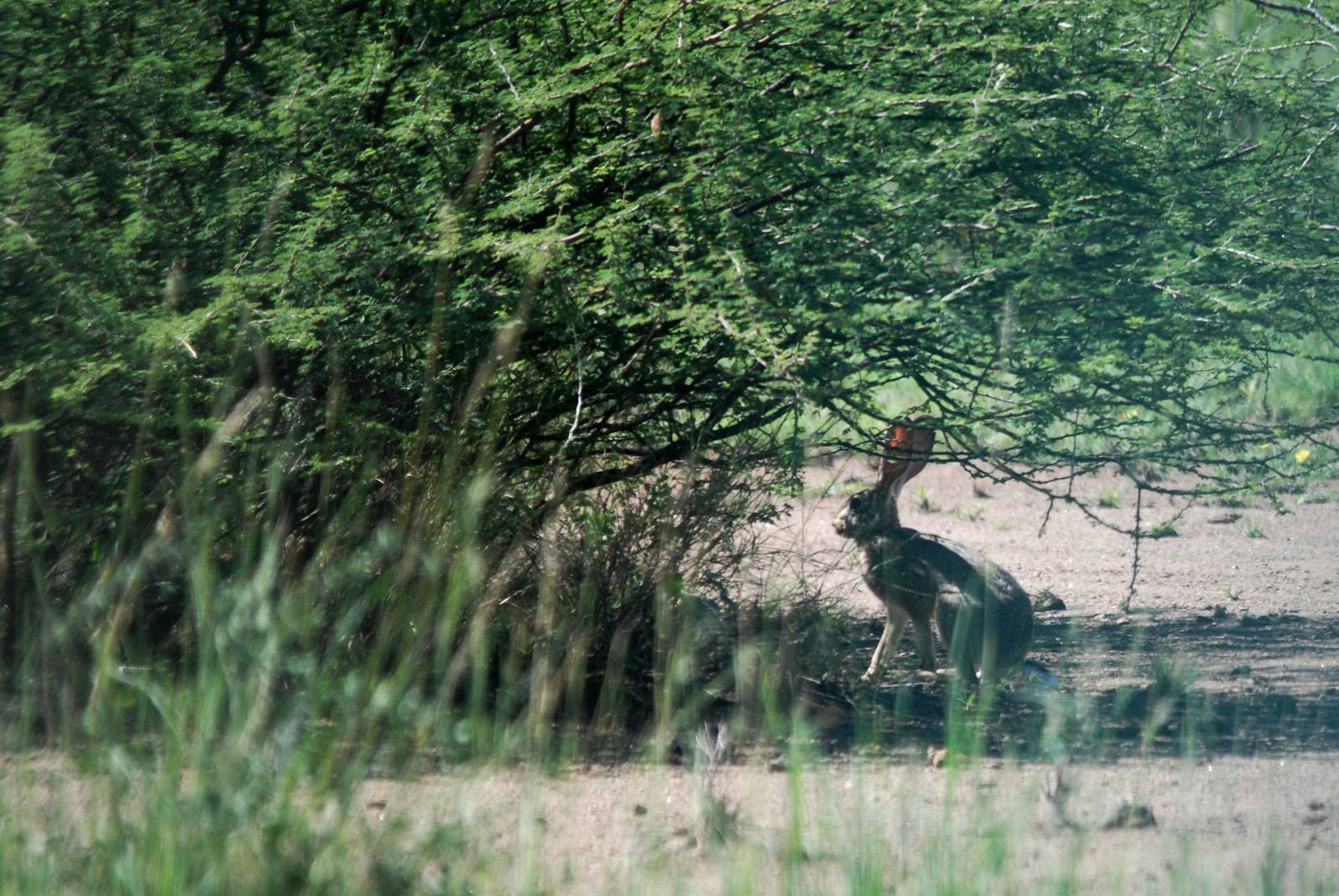 Abyssinian Hare in Awash NP, 12/10/14