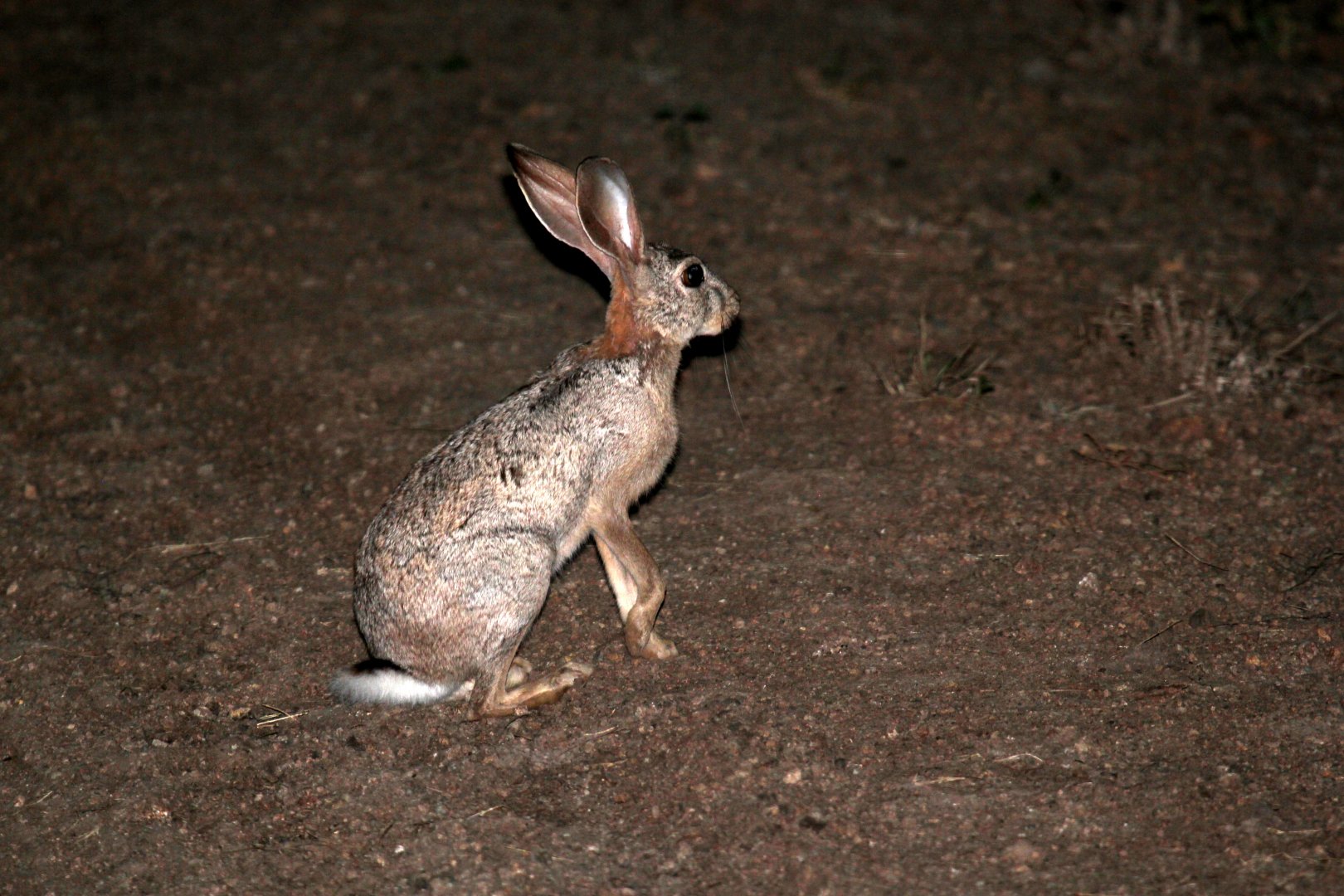 Abyssinian hare (Lepus habessinicus)