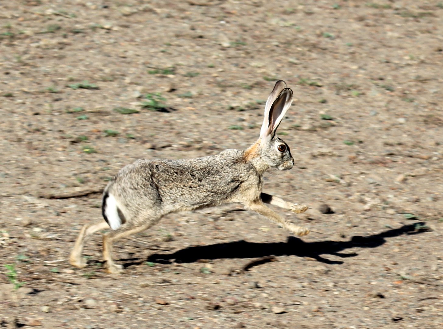 Abyssinian hare (Lepus habessinicus)