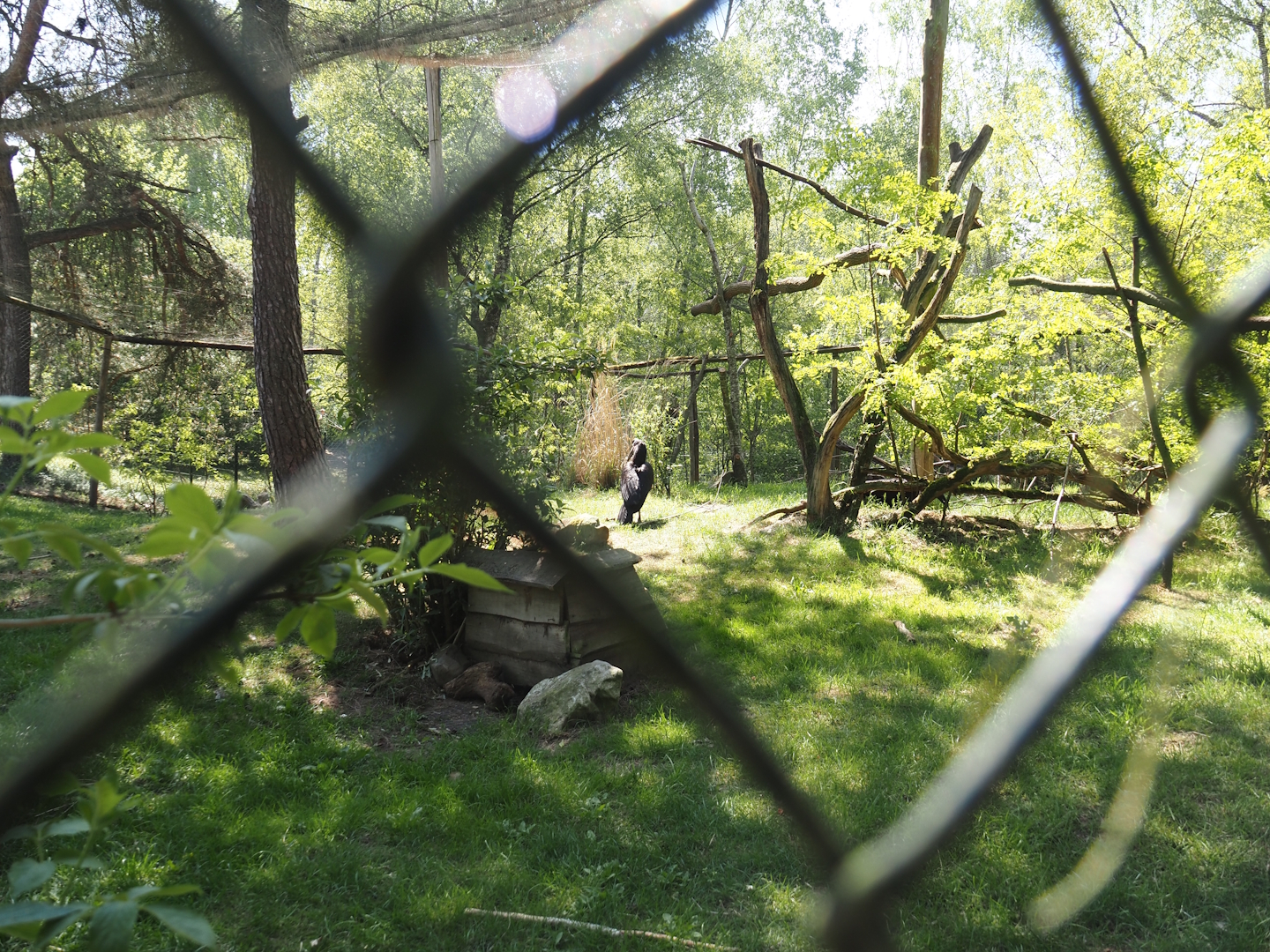 Abyssinian hornbill aviary, 2025-04-30