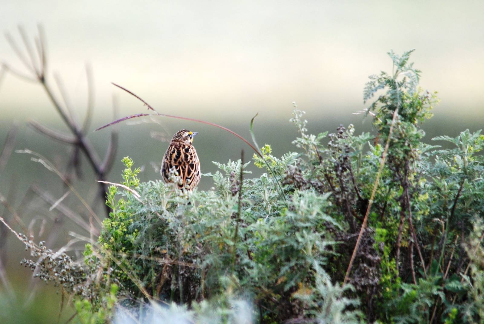 Abyssinian Longclaw in Bale Mountains NP, 16/10/14