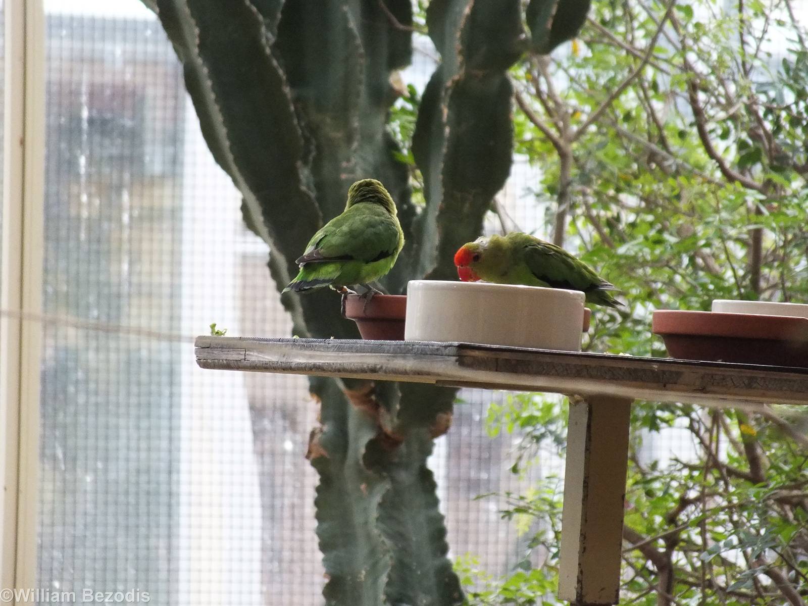 Abyssinian Lovebirds in African Savannah Section of Bird House