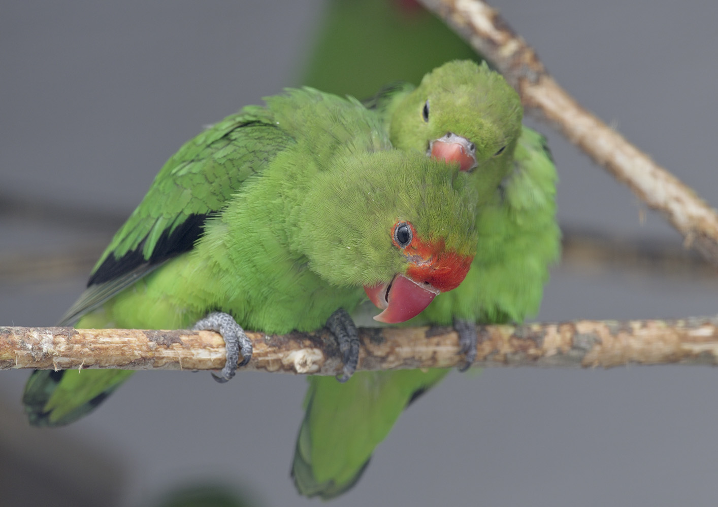 Abyssinian lovebirds
