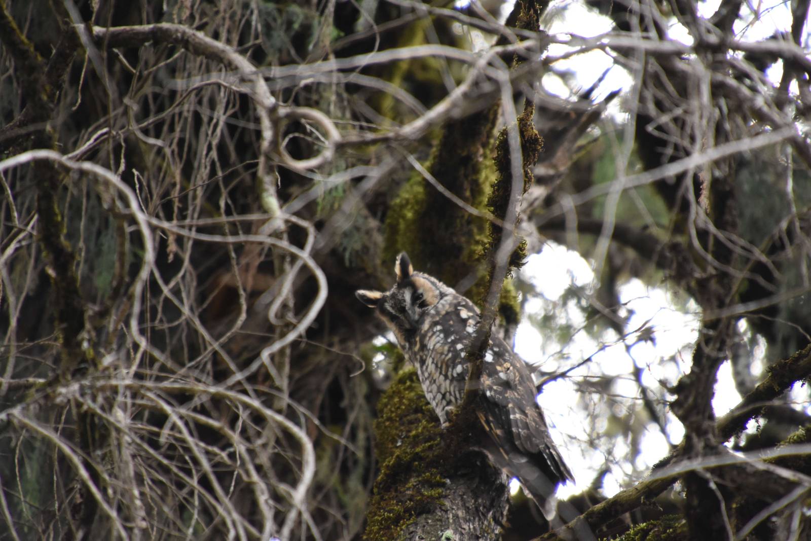 Abyssinian owl