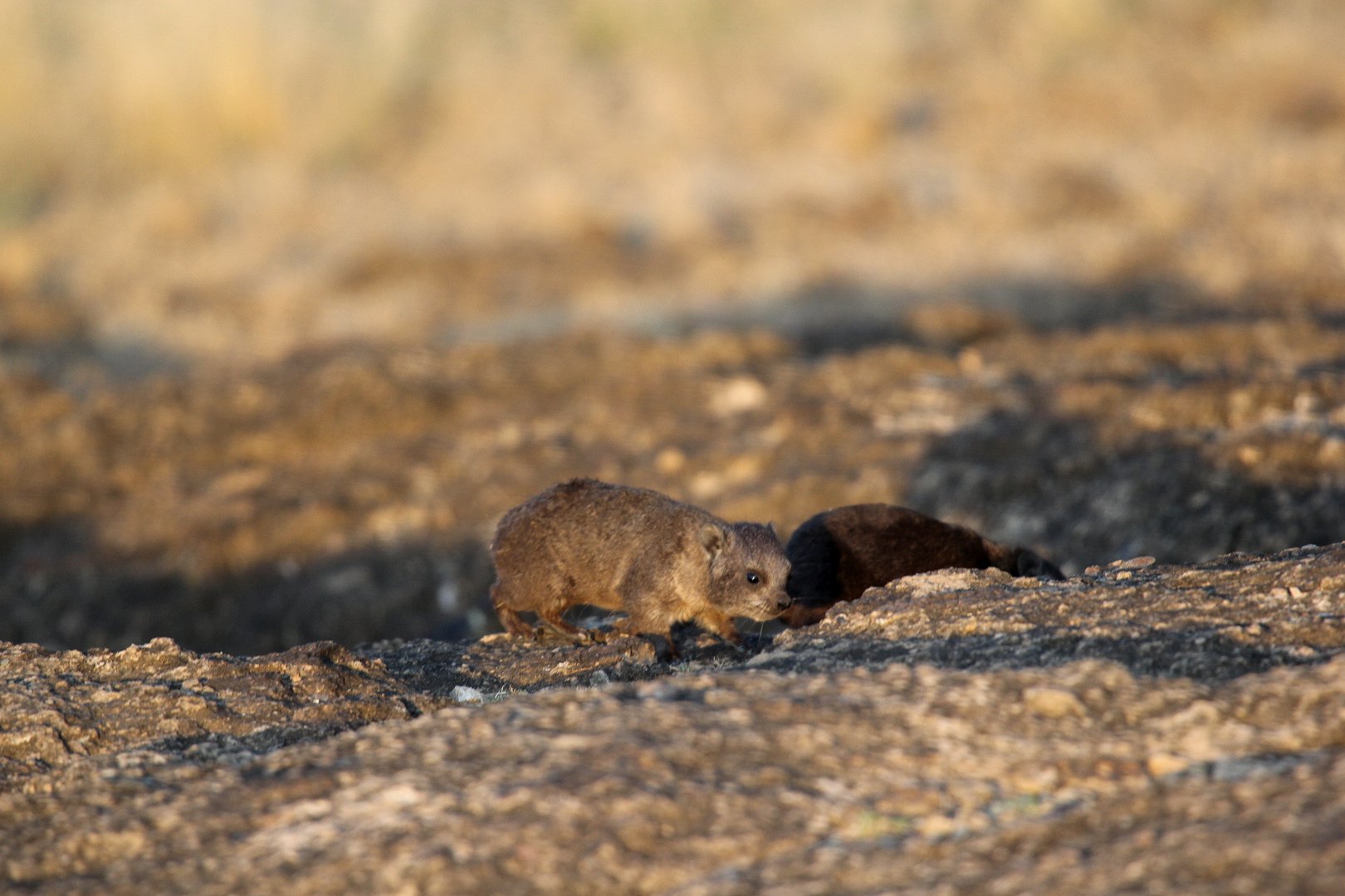 Abyssinian Rock Hyrax (Procavia capensis habessinicus) young