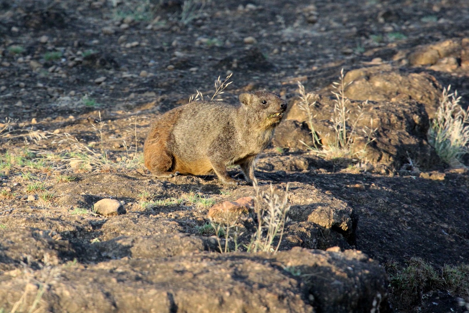 Abyssinian Rock Hyrax (Procavia capensis habessinicus)