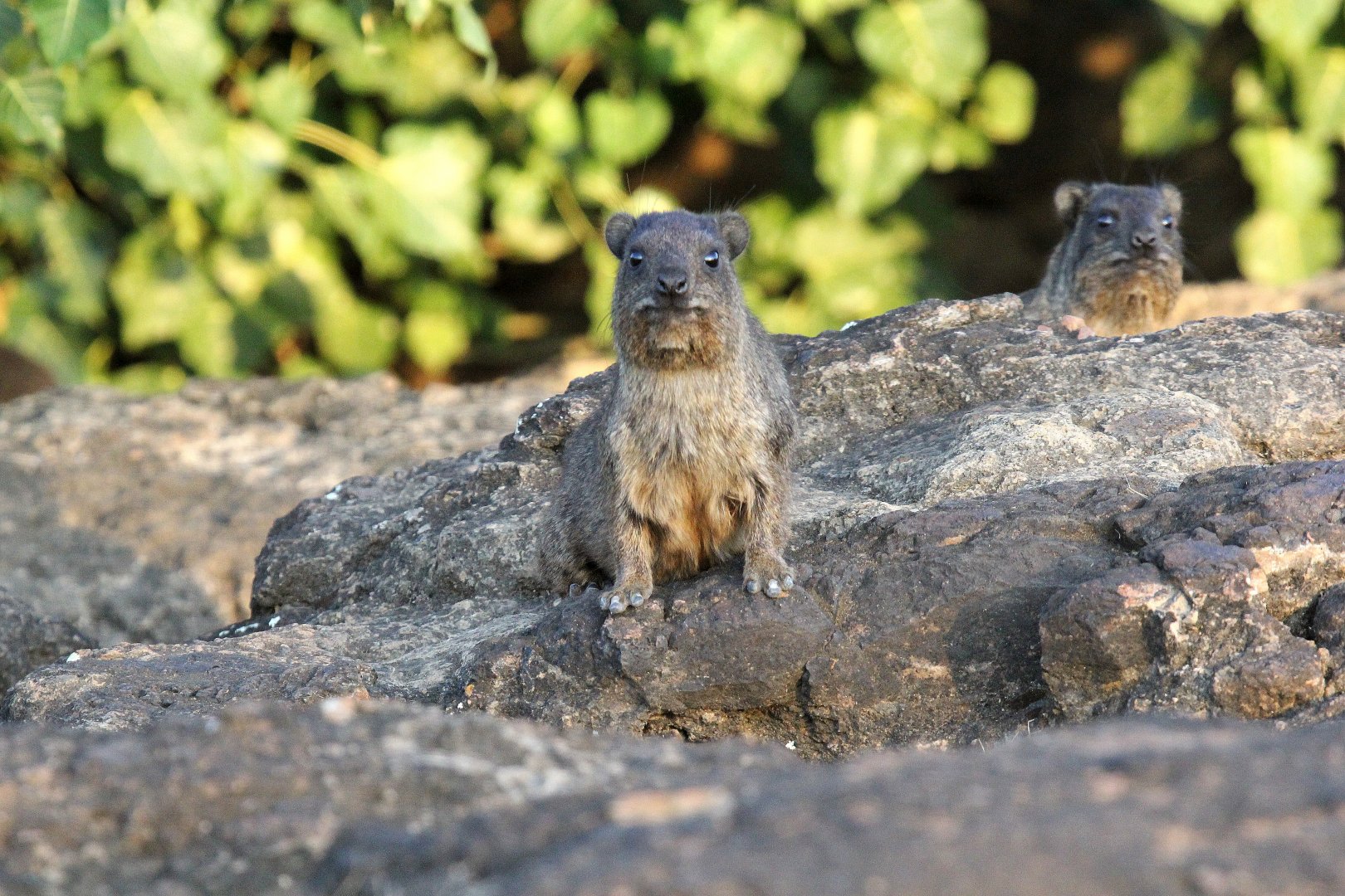 Abyssinian Rock Hyrax (Procavia capensis habessinicus)