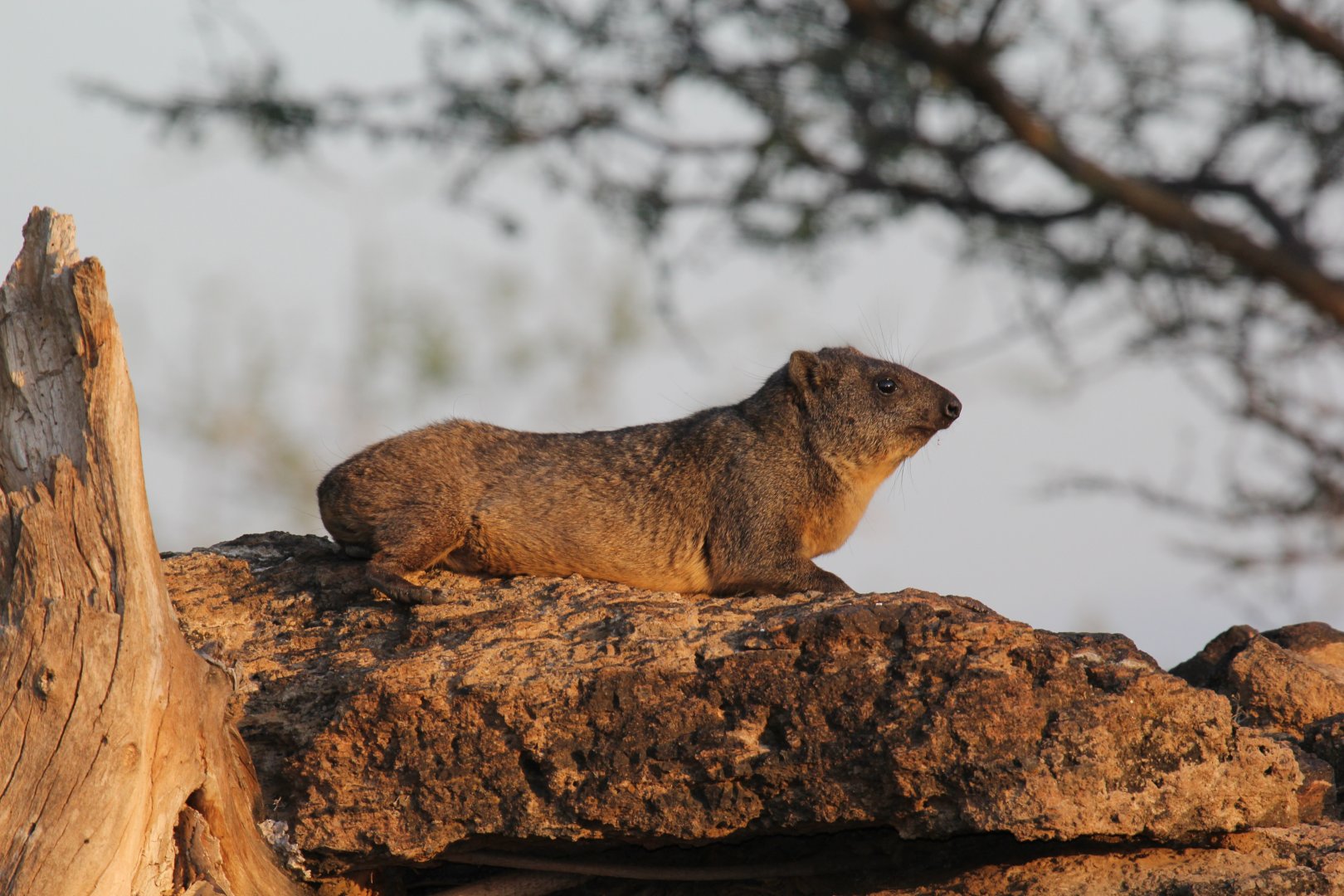 Abyssinian Rock Hyrax (Procavia capensis habessinicus)