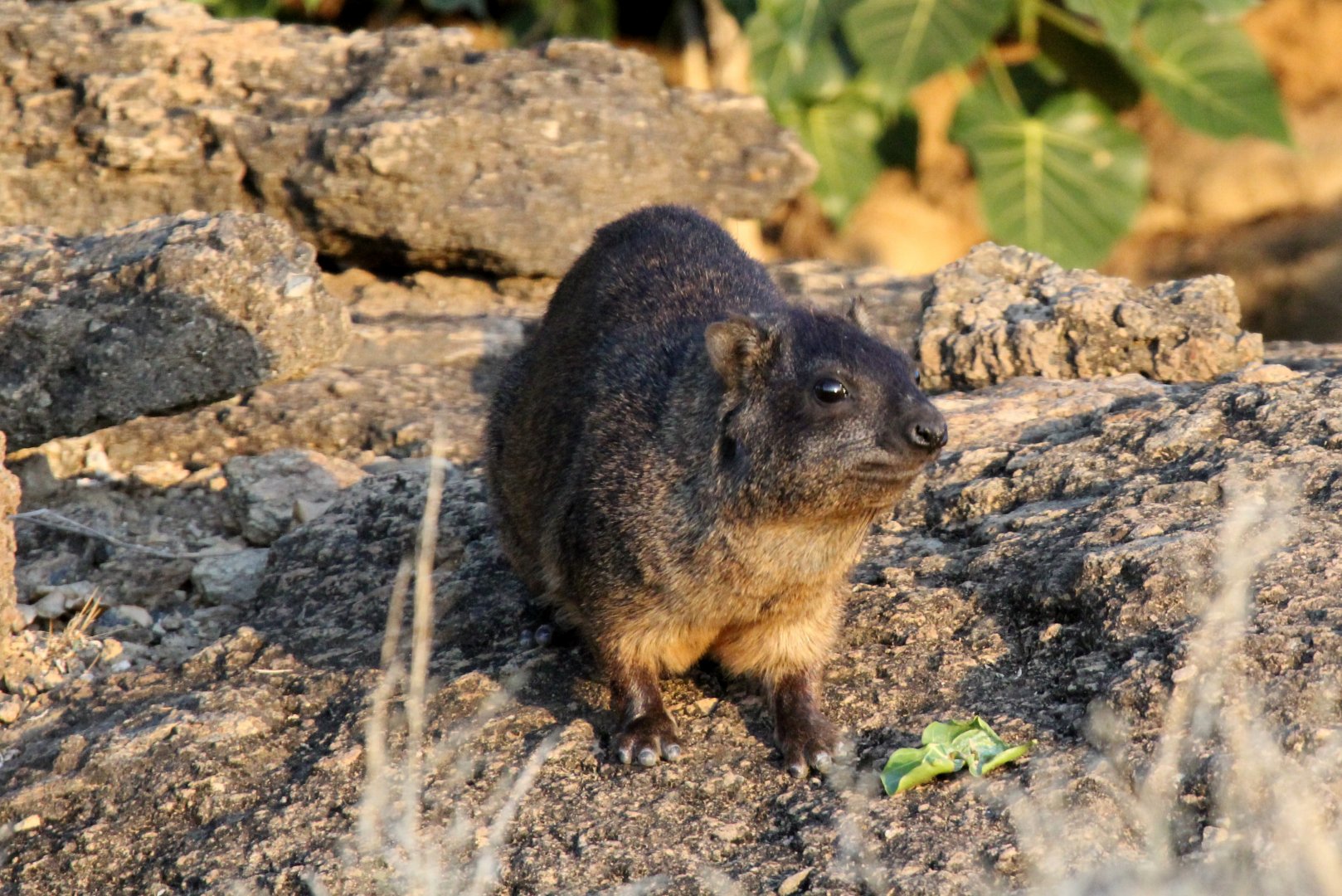 Abyssinian Rock Hyrax (Procavia capensis habessinicus)