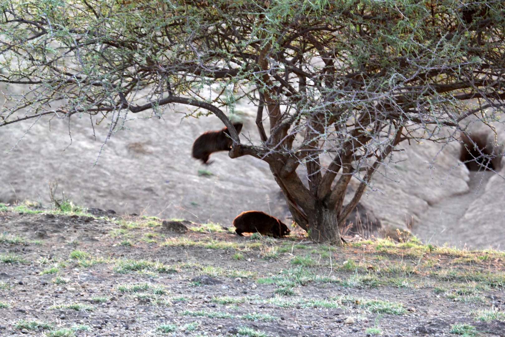 Abyssinian Rock Hyrax (Procavia capensis habessinicus)