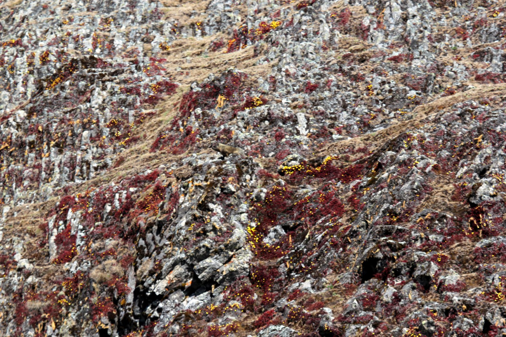 Abyssinian Rock Hyrax (Procavia capensis habessinicus)