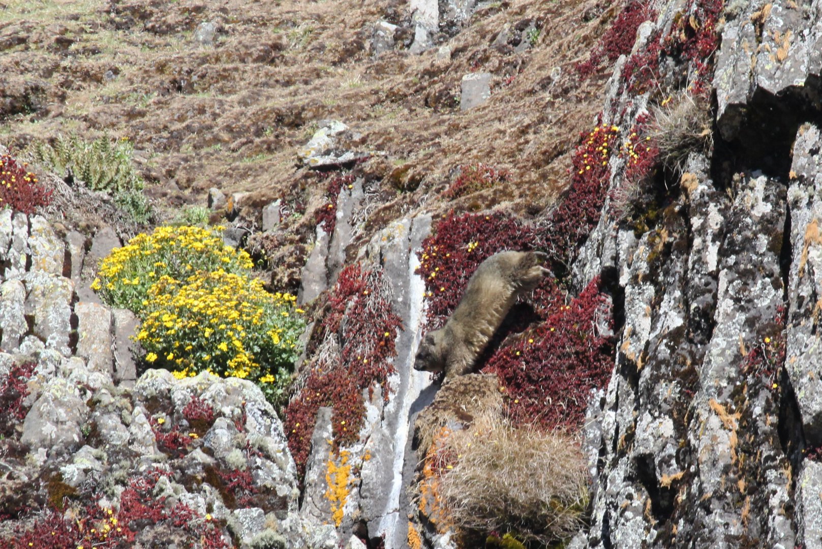 Abyssinian Rock Hyrax (Procavia capensis habessinicus)