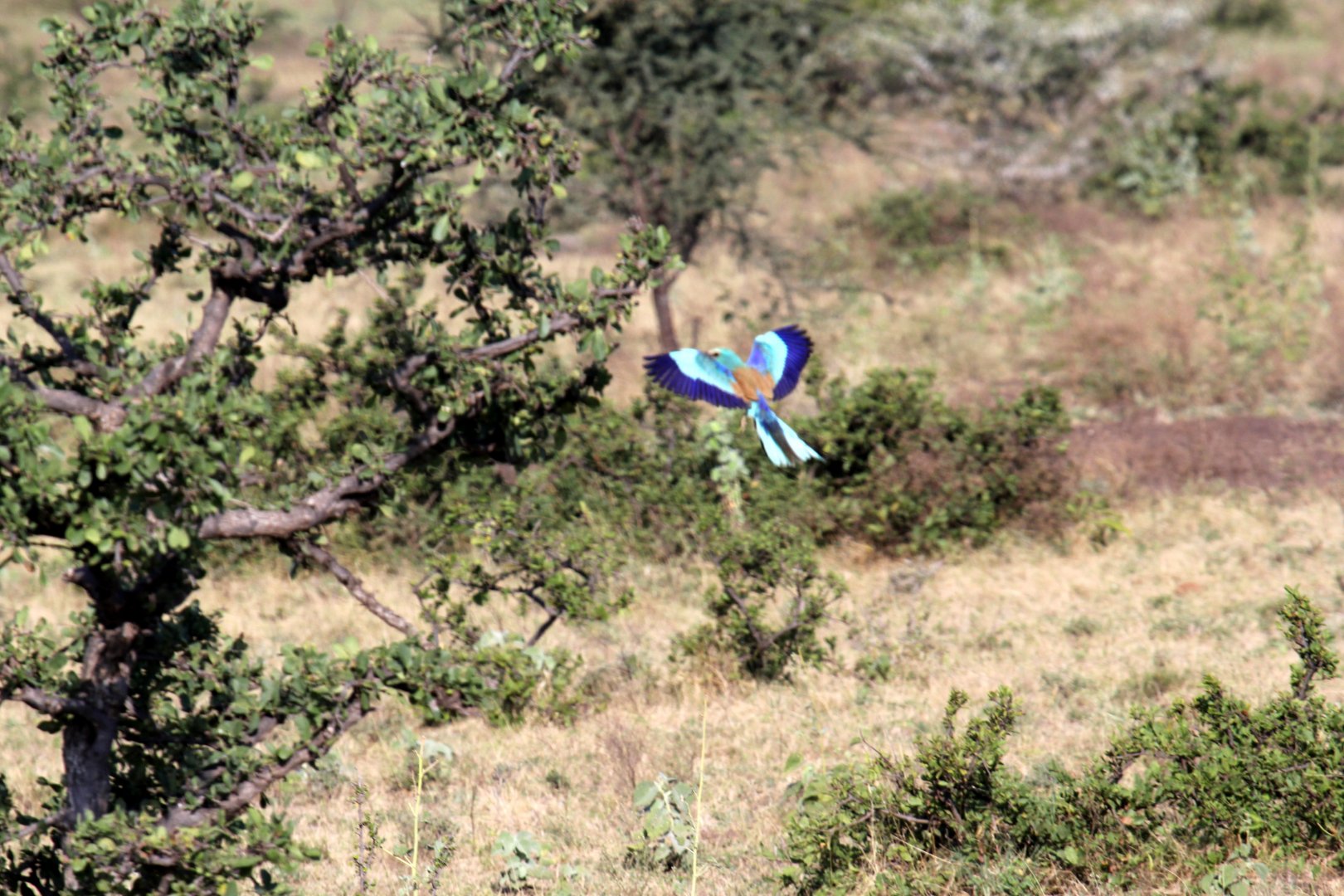 Abyssinian Roller (Coracias abyssinicus) in flight