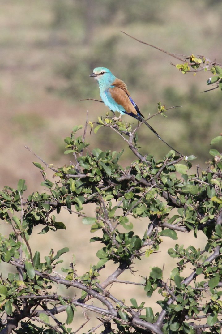 Abyssinian Roller (Coracias abyssinicus)