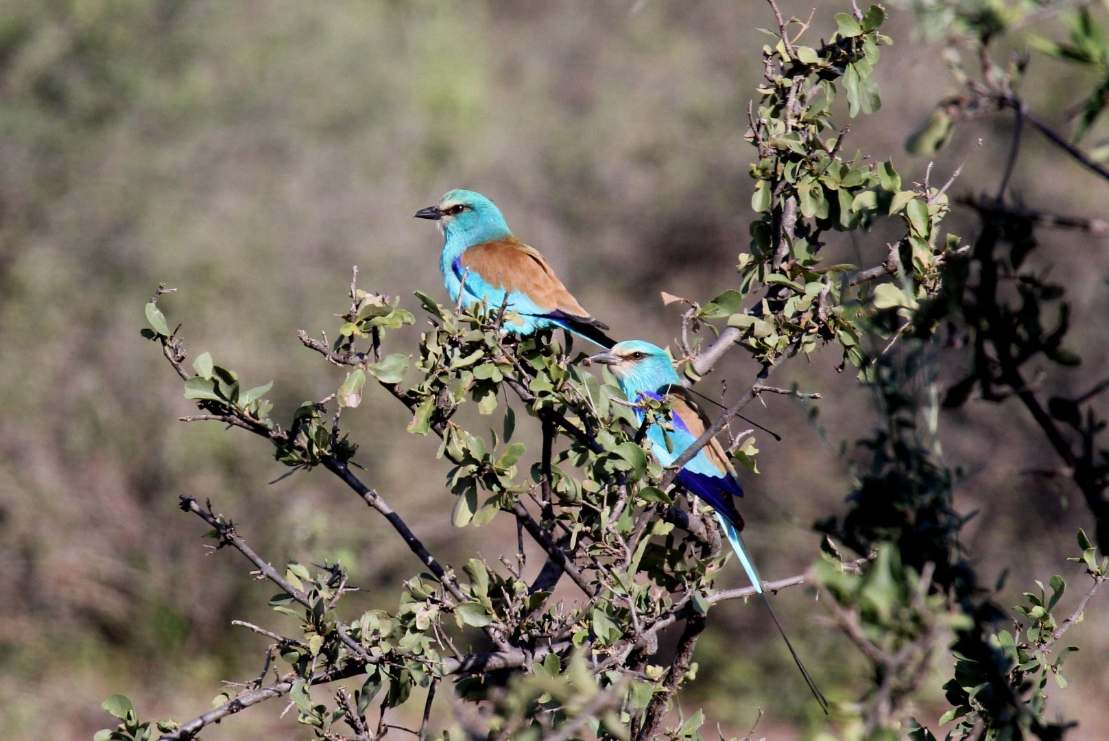 Abyssinian roller (Coracias abyssinicus)